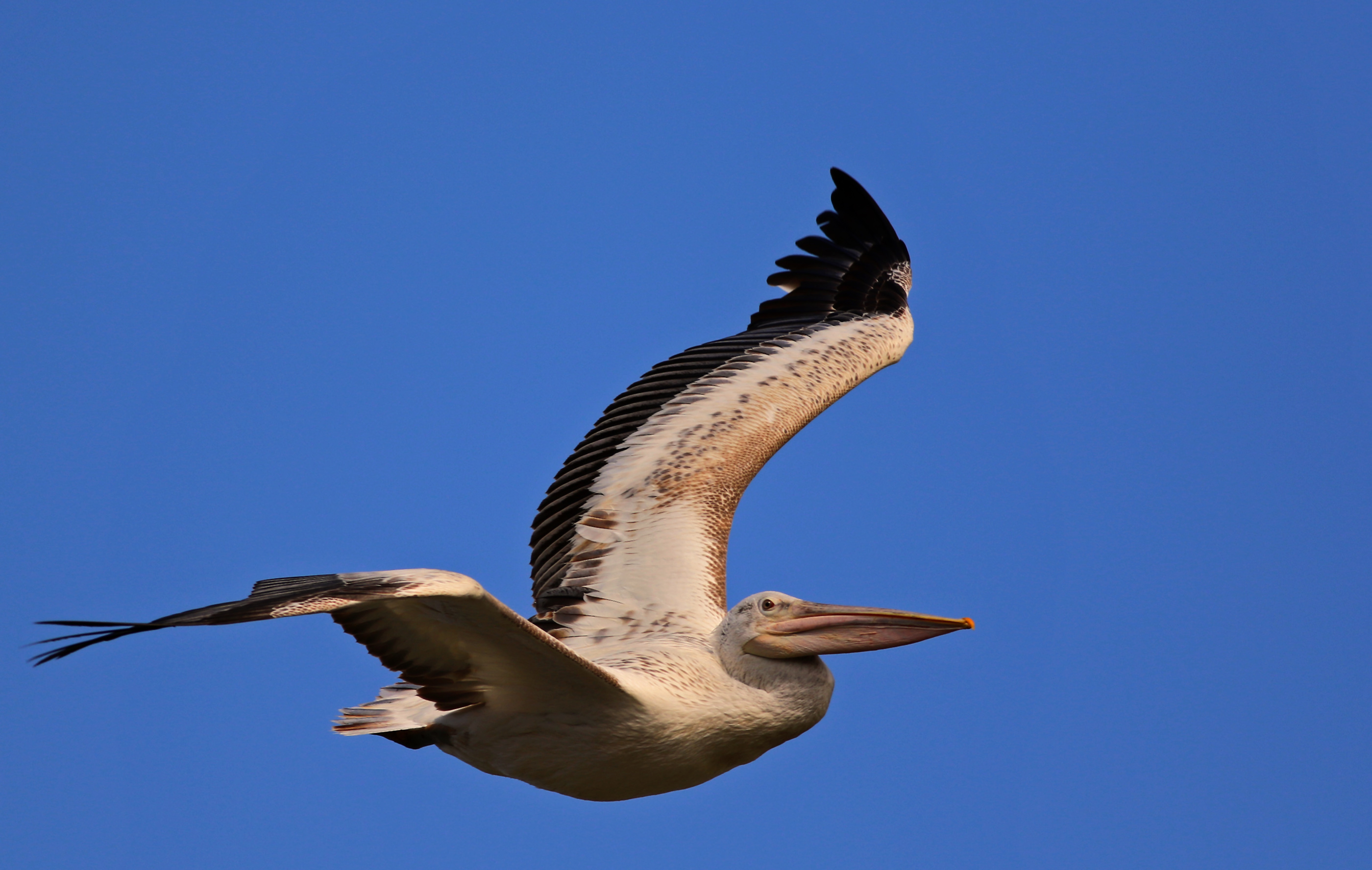 Dalmatian Pelican